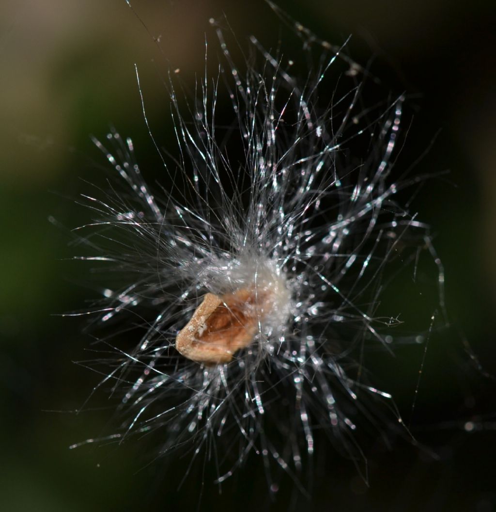 Sonchus oleraceus / Grespino comune